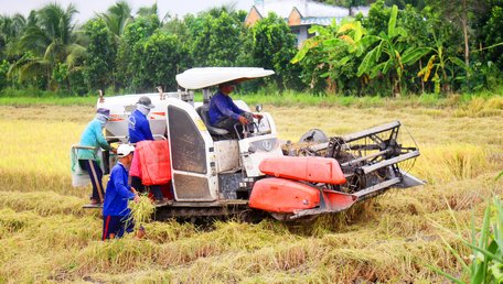 Tam Bình có vùng sản xuất nông nghiệp hàng hóa tập trung đối với các sản phẩm nông nghiệp chủ lực của huyện là lúa và cam sành.