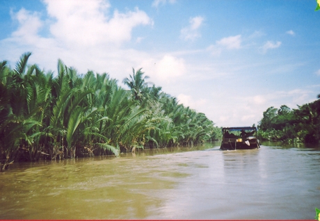 Dừa nước có sức sống mãnh liệt như người dân Vĩnh Long quê tôi.