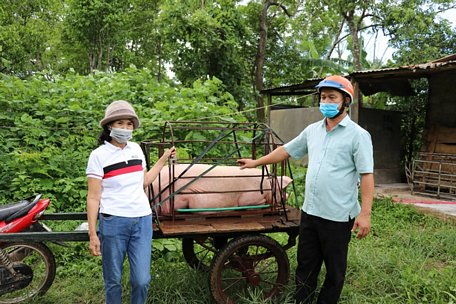  Biết được tình hình dịch bệnh phức tạp, bà Hạt quyết định hỗ trợ con lợn to nhất chuồng làm quà gửi vào TPHCM.