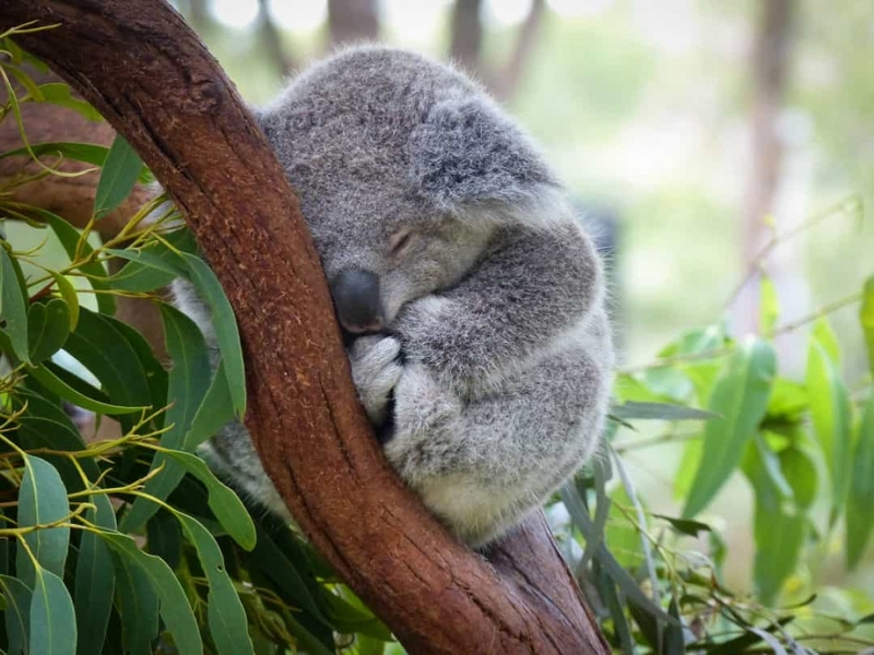 Gấu Koala chỉ thức khoảng 2 - 6 tiếng/ngày và chúng dành khoảng thời gian ít ỏi ấy để ăn trước khi lại chìm vào giấc ngủ.