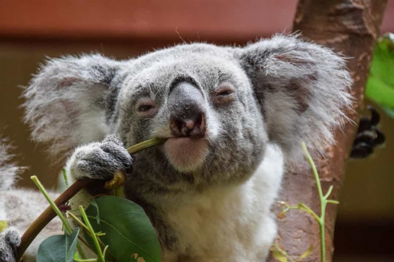 Bữa ăn của gấu Koala chủ yếu là lá cây khuynh diệp, vốn chứa nhiều độc tố và chất xơ cần nhiều năng lượng để tiêu hóa.