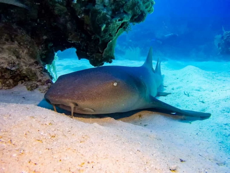 Hầu hết cá mập đều phải chuyển động liên tục bởi hệ hô hấp của chúng cần sự chuyển động nhưng cá mập miệng bản lề (hay Nurse shark) thì không như vậy. Được gọi với cái tên là 