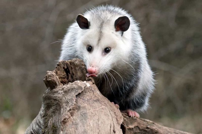 Chồn Opossum cũng là một loài động vật thích ngủ khi chúng có thể ngủ từ 18 - 20 tiếng/ngày.