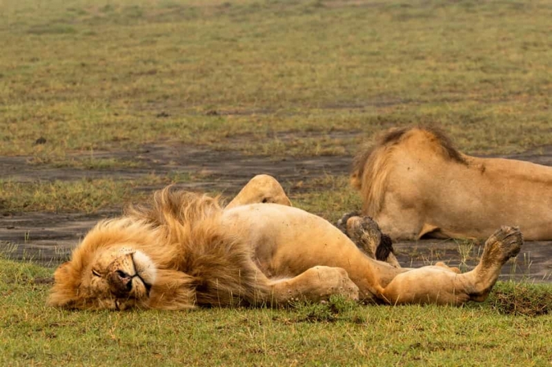 Sư tử cũng là một loài động vật lười biếng khi chúng ngủ từ 18 - 20 tiếng/ngày bởi môi trường sống nắng nóng và việc săn mồi cần nhiều năng lượng./.