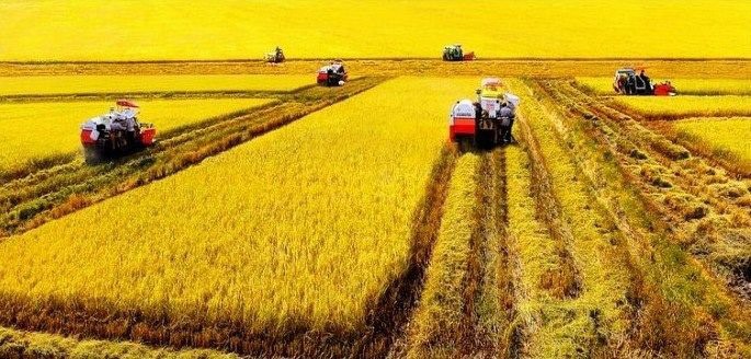 Các tỉnh ĐBSCL đang gặp khó khăn trong khâu vận chuyển lúa gạo. Ảnh minh họa