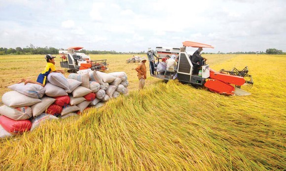 Tiếp tục triển khai phương án 3 tại chỗ để đẩy mạnh thu mua lúa cho nông dân. Ảnh minh họa