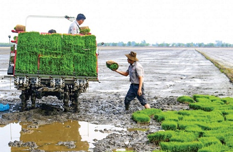  Đưa máy cấy lúa vào phục vụ sản xuất để thực hiện giảm lượng giống sử dụng tại huyện Vĩnh Thạnh, TP Cần Thơ.