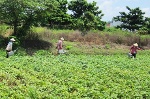 Bình Tân: Diện tích trồng màu giảm 4.755ha