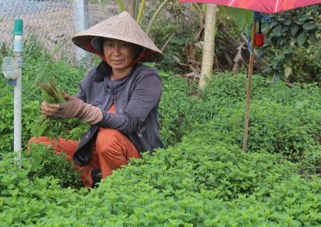 Xã Long Phước đang đề ra nhiều giải pháp để giúp nông dân nâng cao thu nhập. 