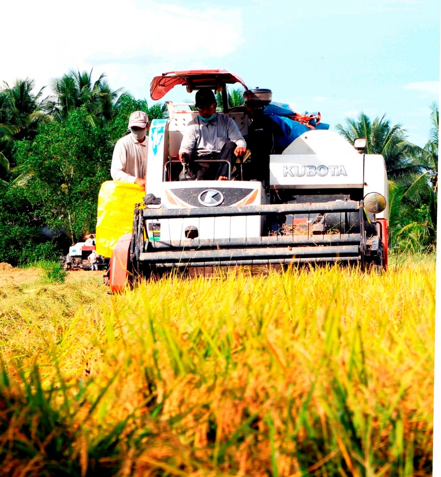 Máy gặt đập liên hợp làm việc liên tục từ đồng trên tới đồng dưới, tranh thủ cho lúa kịp nắng.