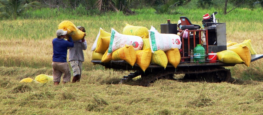 Lúa thu hoạch xong được xe kéo đến nơi tập kết để nông dân chờ bán chung.