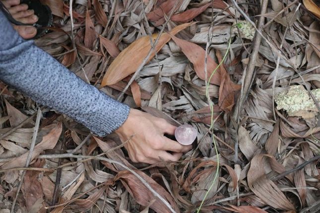 Nấm tràm mọc ẩn dưới các lớp lá khô nơi có hệ mùn ẩm phát triển, tạo dinh dưỡng cho nấm phát triển (Ảnh: Tấn Nhật).