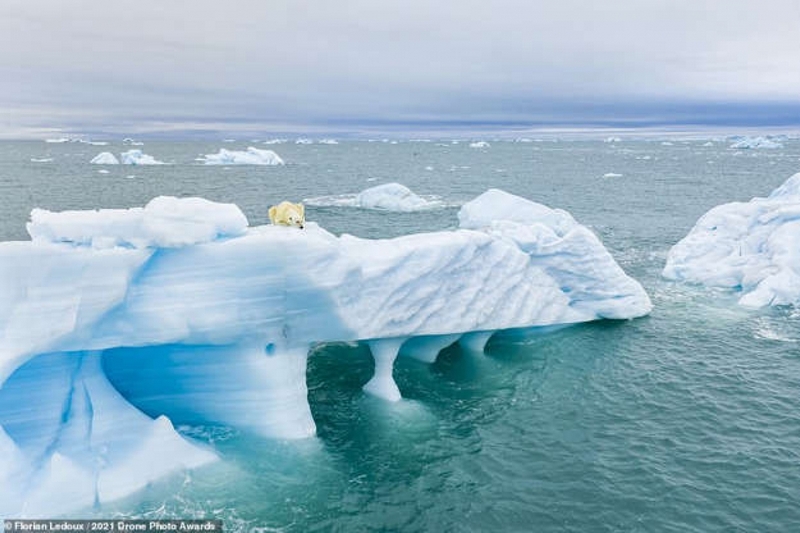 Nằm trên một tảng băng trôi, một chú gấu Bắc Cực đang không rời mắt khỏi những con hải cẩu. Bức ảnh đầy ấn tượng này được nhiếp ảnh gia Florian Ledoux chụp ở Svalbard, Na Uy.