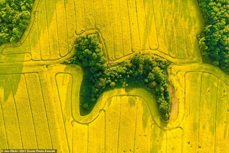 Một rừng cây hình chú chó poodle được bao quanh bởi những cánh đồng hoa cải dầu rực rỡ ở Silesian Voivodeship, Ba Lan. Bức ảnh này thuộc về nhiếp ảnh gia Jan Ulicki và được đánh giá cao ở hạng mục Tự nhiên.