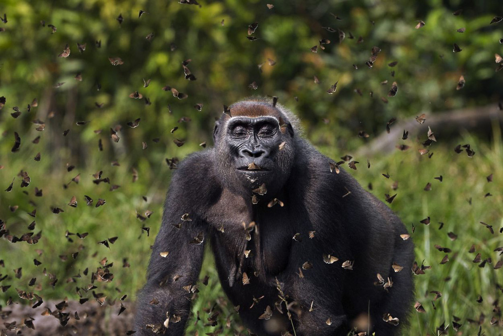 Nhiếp ảnh gia Anup Shah (Vương quốc Anh) giành chiến thắng chung cuộc với bước ảnh ghi lại khoảng khắc một con khỉ đột cái thong thả bước qua bụi cỏ, nơi có đầy bươm bướm đang đậu ở khu bảo tồn rừng đặc biệt Dzanga Sangha, Cộng hòa Trung Phi.