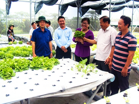 Lãnh đạo Tỉnh ủy khảo sát mô hình trồng rau thủy canh tại huyện Mang Thít.