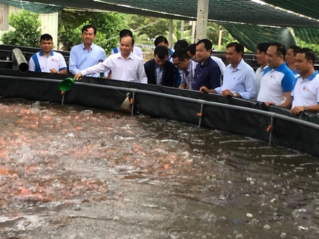 Mô hình nuôi cá rô phi đơn tính trên bể lót bạt tại xã Phước Hậu (Long Hồ).