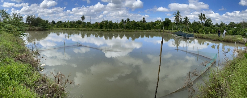 Gia đình ông Võ Hiền Khiêm (ấp Bình Hòa 1- xã Bình Hòa Phước) đào ao trên diện tích 2000m2 để trữ nước ngọt đảm bảo nước tưới cho hơn 5 ha vườn cây ăn trái của gia đình.