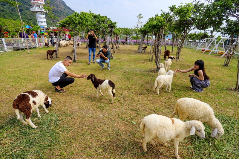 Những đàn cừu được nuôi thả trong đồng cỏ dưới tấm pin năng lượng mặt trời tạo không gian xanh, thân thiện.