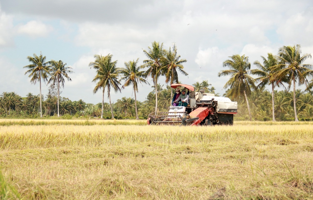 Nhiều nông dân trong tỉnh khẩn trương thu hoạch lúa Đông Xuân. Qua ghi nhận, xã Hòa Bình (Trà Ôn) và xã Tân Lộc (Tam Bình) là những địa phương thu hoạch lúa khá sớm.