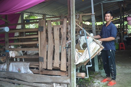 Anh Bùi Văn Tín chăn nuôi dê nhốt chuồng mang lại hiệu quả.