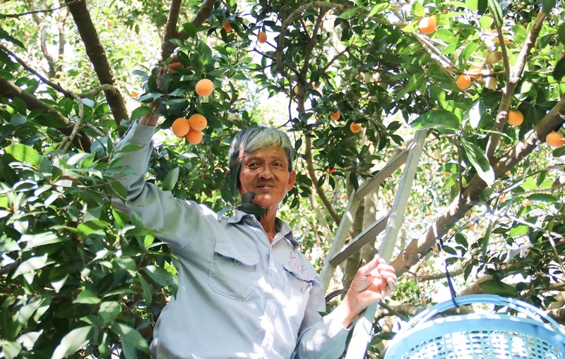 Sau mấy ngày Tết, bà con nông dân TX Bình Minh lại tất bật thu hoạch thanh trà, tạo nguồn thu nhập cho hàng trăm lao động nhàn rỗi tại phương với các công việc như: hái trái, lựa, đóng thùng,…