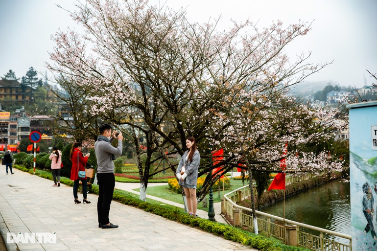  Cứ đến mùa hoa anh đào Nhật Bản nở, Sa Pa dường như lại đông vui, nhộn nhịp hẳn lên. Thời gian từ khi cây đơm nụ, tới khi nở hoa và hoa tàn chỉ diễn ra trong vòng 1 tháng, nên ai cũng muốn tranh thủ thực hiện giấc mơ anh đào.
