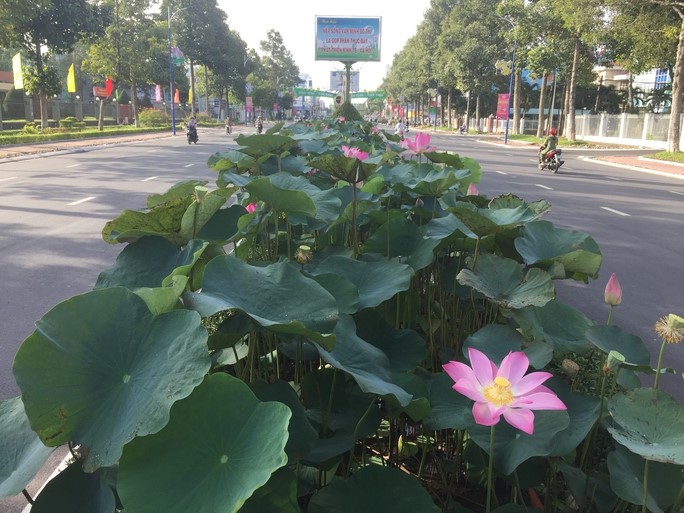 Sen được trồng trên các tuyến đường nội ô TP Cao Lãnh, tỉnh Đồng Tháp