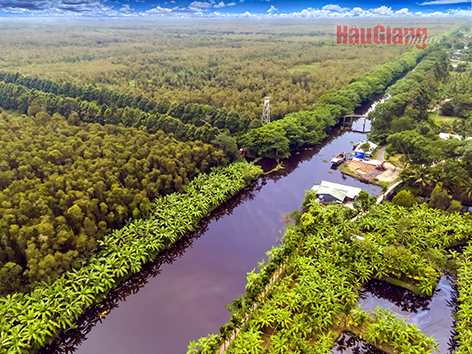   Với diện tích 2.800ha, rừng tràm ở Khu bảo tồn thiên nhiên Lung Ngọc Hoàng, thuộc địa bàn huyện Phụng Hiệp, hàng năm được tỉnh quan tâm giữ gìn, phát triển nhằm bảo tồn đa dạng sinh học và bảo vệ “lá phổi xanh” của đồng bằng sông Cửu Long.