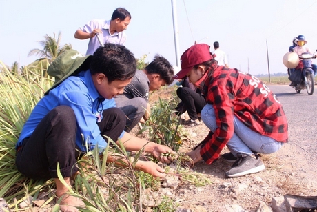 Tuổi trẻ huyện Bình Tân tham gia xây dựng tuyến đường hoa.