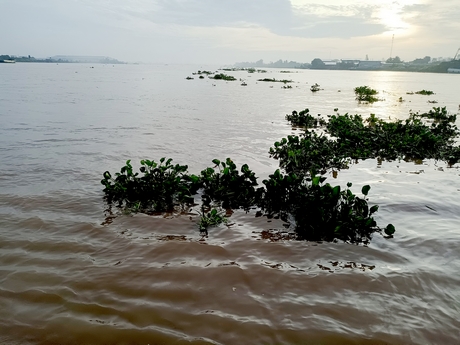 Nơi bắt đầu con sông Vàm Nao, còn gọi là cù lao Ông Chưởng (Chợ Mới- An Giang), mấy năm nay chẳng còn ai thả lưới cá bông lau.