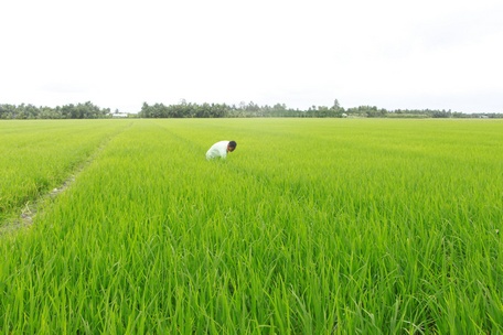 Lúa chất lượng cao được người dân tăng cường xuống giống hơn trước.