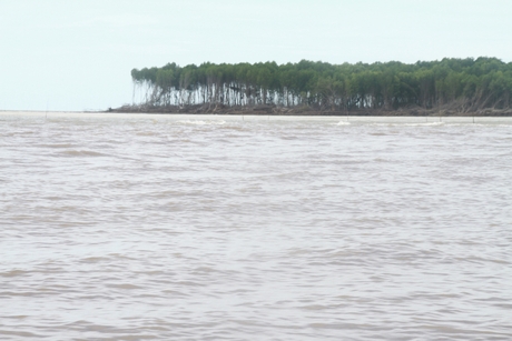Vạt rừng phòng hộ Biển Đông thuộc huyện Đầm Dơi (Cà Mau) đang sạt lở.
