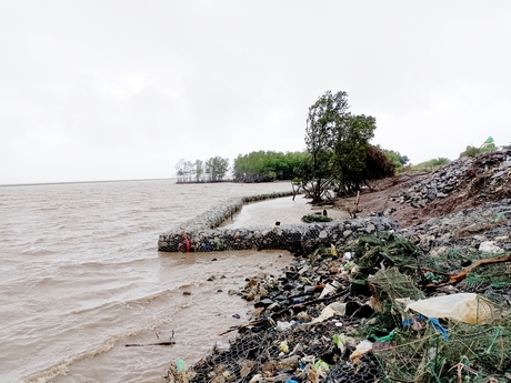 Đê biển Tây ở huyện Trần Văn Thời (Cà Mau), phía ngoài là những lớp đê giảm sóng, nhưng rừng phòng hộ vẫn bị sóng biển cuốn phăng.