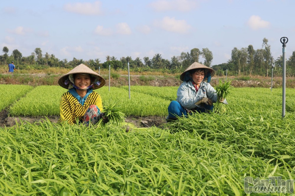 Thu hoạch rau muống ở HTX rau an toàn Hòa Phát, quận Ô Môn.
