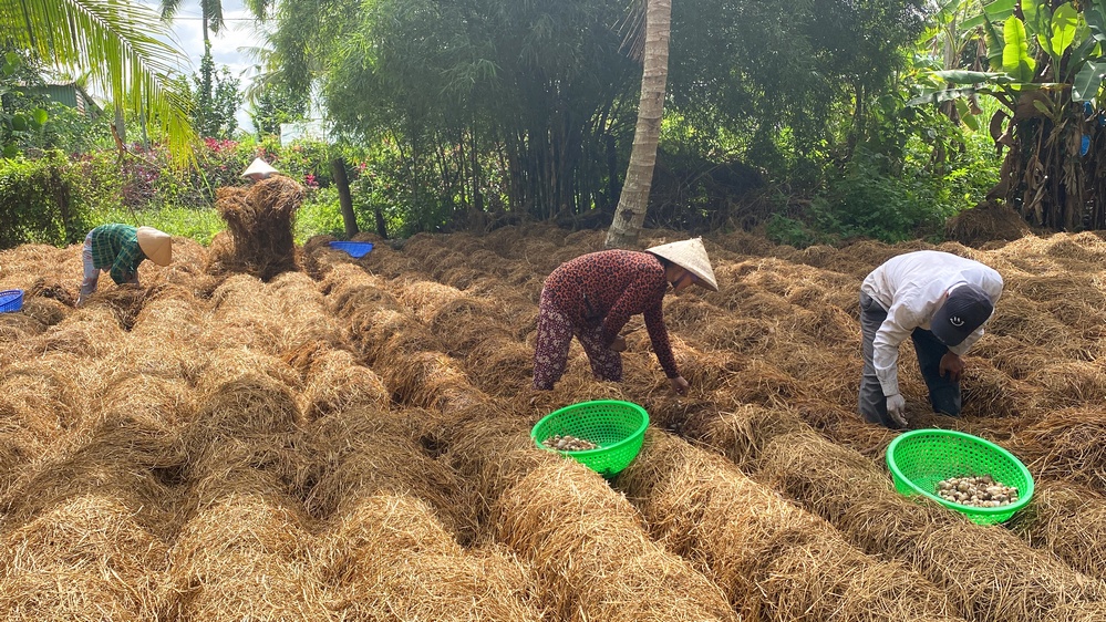Mô hình trồng nấm rơm tại xã Trung Hiệp đang phát triển khá tốt, địa phương đã thành lập được khoảng 12 tổ hợp tác trồng nấm rơm theo thời vụ, tăng thu nhập và giải quyết lao động tại địa phương.