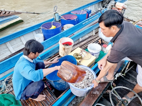 Anh Nguyễn Văn Mía đang xúc cá bán cho chủ ghe đục. Ảnh: Hồng Cẩm