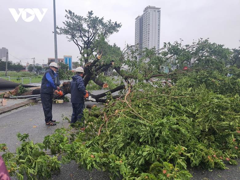 Tại TP. Đà Nẵng, số lượng cây ngã đổ không nhiều trước siêu bão, chủ yếu là gãy cành, một số cây mới trồng bật gốc.