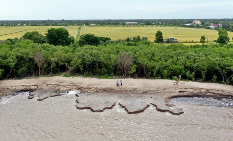 Đê biển Tây (huyện Trần Văn Thời- Cà Mau) bảo vệ vùng trồng lúa; bên ngoài rừng phòng hộ đang mỏng dần vì xói mòn, sạt lở.