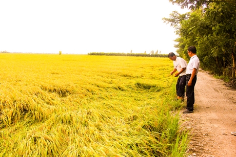 Ruộng lúa vụ 3 của ông Huỳnh Phước Thọ (huyện Phú Tân- An Giang); nhưng ông vẫn mong “buông” vụ 3 đón mùa nước nổi hàng năm.