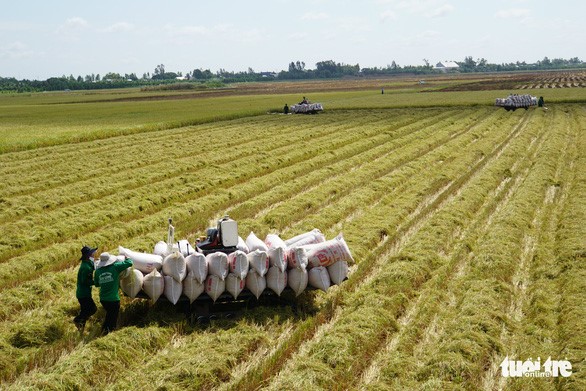 Huyện Tam Nông, tỉnh Đồng Tháp những năm qua được triển khai nhiều mô hình sản xuất lúa hiệu quả - Ảnh: ĐẶNG TUYẾT