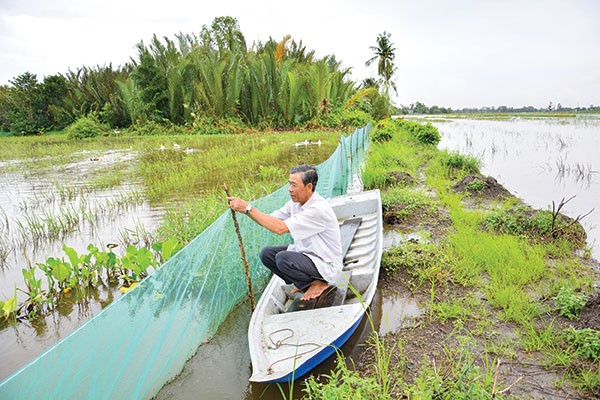 Ông Phan Văn Hùng, ngụ ấp Võ Thành Nguyên, xã Ngọc Chúc (huyện Giồng Riềng, tỉnh Kiên Giang) cố định lại tấm lưới bao quanh 2ha ruộng đang nuôi cá.