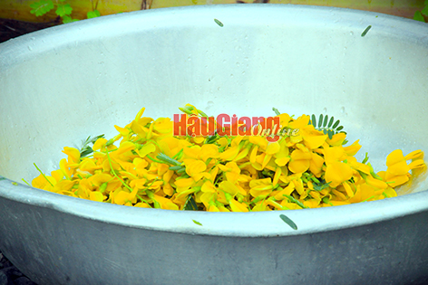  Bông điên điển, sản vật đặc trưng trong mùa nước nổi được bán với giá từ 30.000-40.000 đồng/kg.