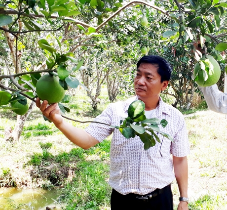 Vĩnh Long là tỉnh giàu tiềm năng sản xuất nông nghiệp, đặc biệt là các loại cây ăn trái.