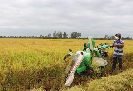Cần nhiều giải pháp đồng bộ để thúc đẩy phát triển sản xuất, tiêu thụ lúa gạo theo chuỗi.