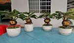 Độc đáo dừa bonsai đón Tết