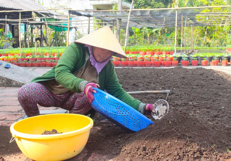 Chị Phan Thị Diễm (ấp Nhứt) tận dụng khoảng đất trống trước nhà trồng 1.000 chậu vạn thọ.