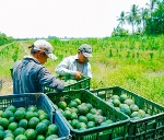 Tam Bình phát triển đồng bộ văn minh đô thị và kinh tế nông nghiệp, nông thôn