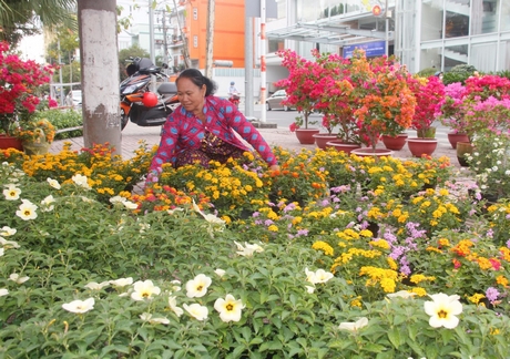 Các hộ kinh doanh hoa cho biết do thời tiết thất thường nên lượng hoa cung cấp cho thị trường Tết sẽ giảm so với mọi năm, giá có thể tăng những ngày cận Tết.