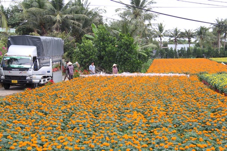 Làng hoa kiểng Cái Mơn đang tất bật cung ứng hoa kiểng cho mọi miền đất nước.